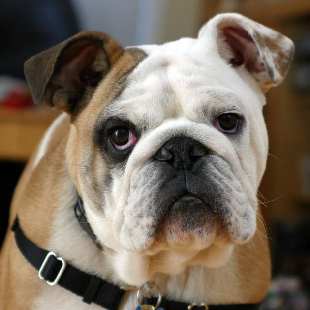 Buy Bulldogs Online