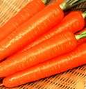 FRESH CARROT