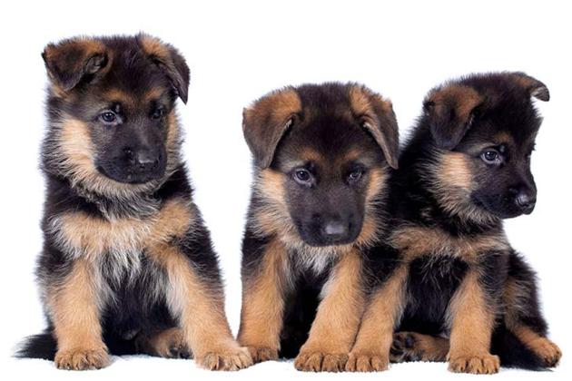 Buy German Shepherds Online