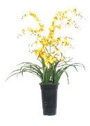 hanging plants