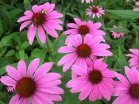 Echinacea purpurea extract chicoric acid