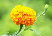 marigold extract lutein