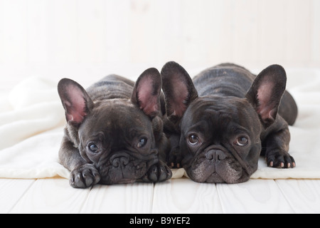 Buy French Bulldogs Online