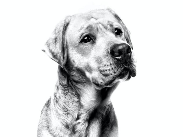 Buy Labrador Retrievers Online