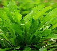 organic dandelion root, organic herbs
