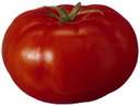 FRESH TOMATO