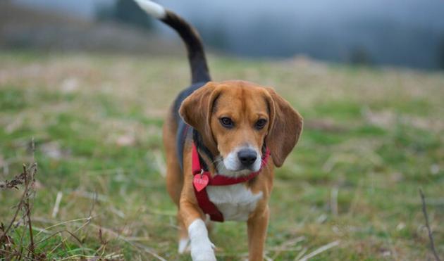 Buy Beagles Online