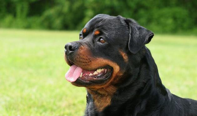 Buy Rottweilers Online