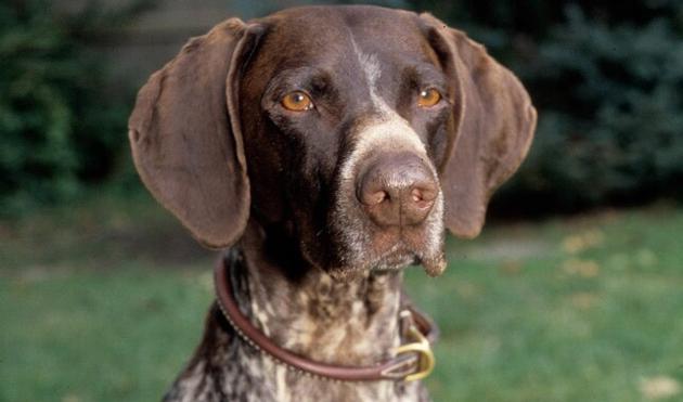 Buy German Shorthaired Pointers Online