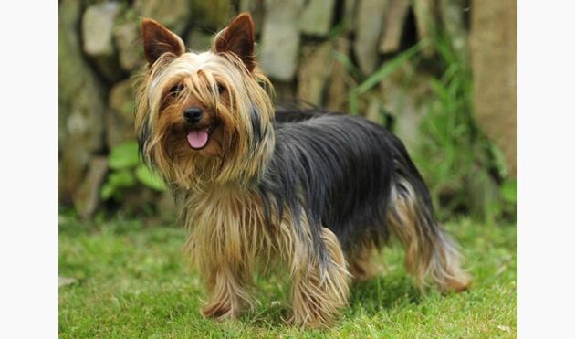 Buy Yorkshire Terriers Online