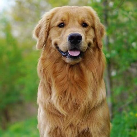 Buy Golden Retrievers Online