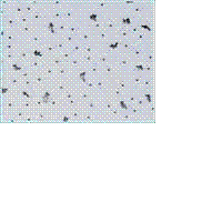 mineral fiber ceiling
