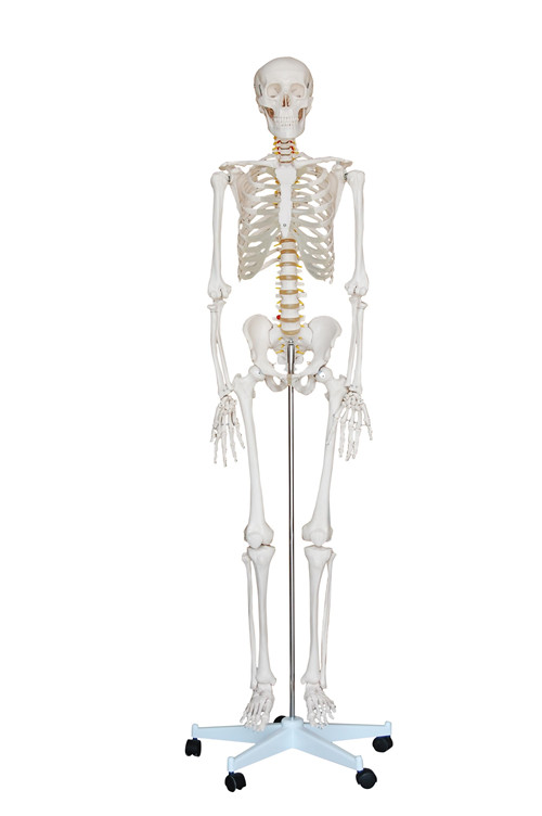 NEW STYLE LIFE SIZE HUMAN SKELETON ANATOMY MODEL WITH STAND