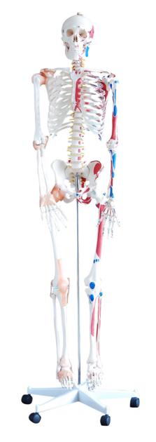 HIGH QUALITY FULL SIZE THE HUMAN ANATOMICAL SKELETON MODEL WITH MUSCLES AND LIGAMENTS
