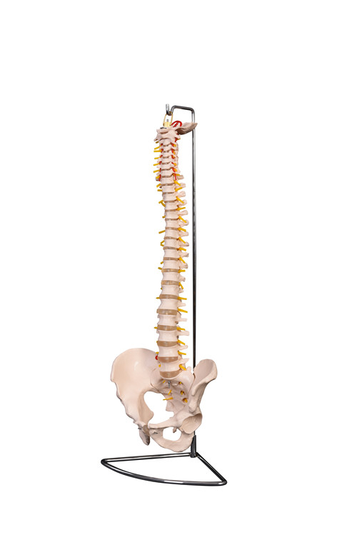 NEW STYLE FLEXIBLE VERTEBRAL COLUMN WITH PELVIS, SPINE MODEL WHOLESALE