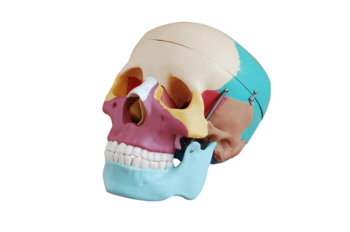 LIFE SIZE HIGH QUALITY ANATOMY SKULL MODELS WITH COLORED BONES
