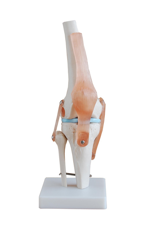 NEW STYLE LIFE SIZE ARTIFICIAL  KNEE JOINT MODEL WITH LIGAMENTS WHOLEASLE