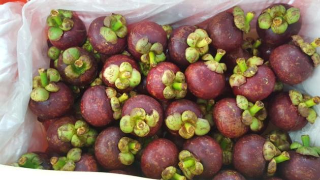 Fresh Mangosteen