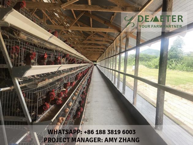 Automated Chicken Cage And Equipment Abuja