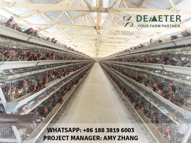 Automated Chicken Cage And Equipment Abuja