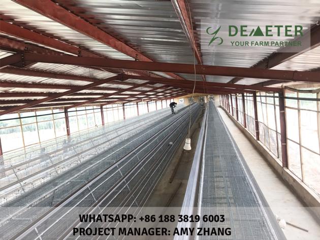 Automated chicken cage and equipment abuja layer battery chicken cage system
