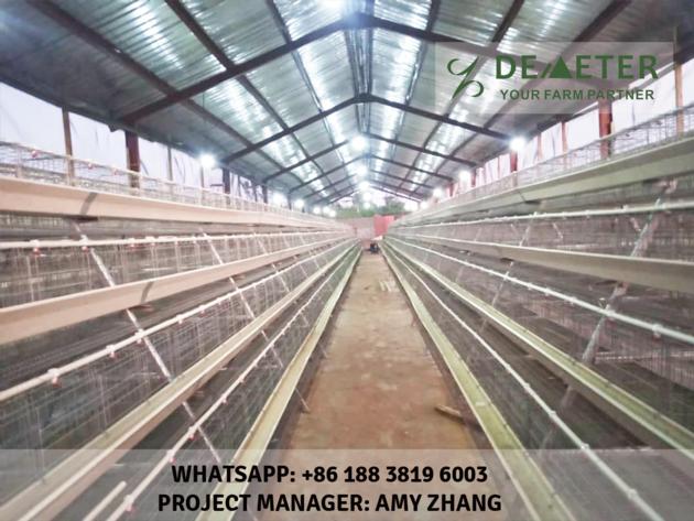 Layer Chicken Cage