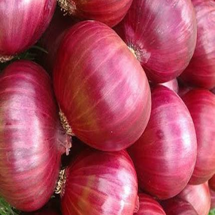 Onion