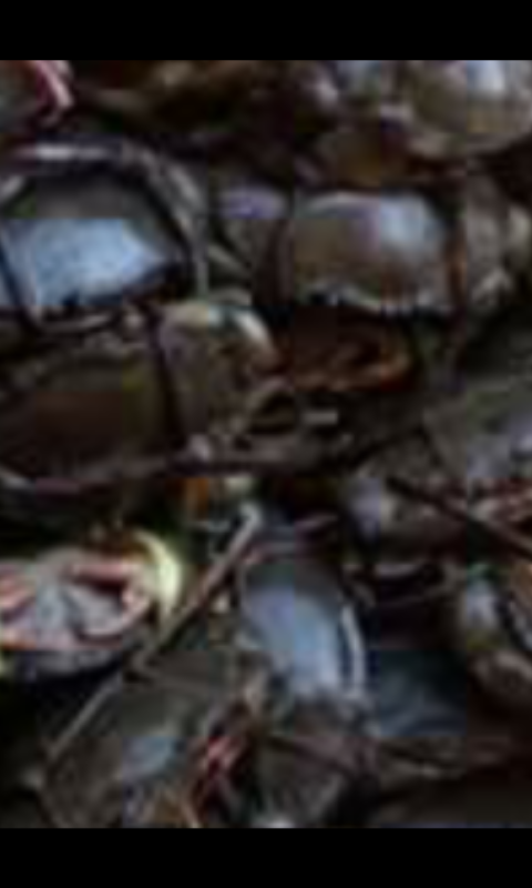 Mud Crab