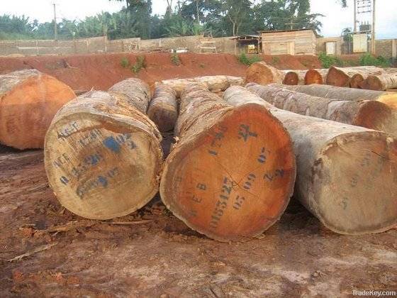 Timber logs In Cameroon (00237697657673)