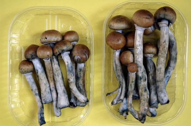 SELL MAGIC MUSHROOMS PSYCHEDELICS DRUGS