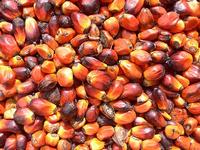 wood charcoal,sesame seed,castor seed,palm kernel shell,palm kernel oil,palm kernel nuts,cashew nuts