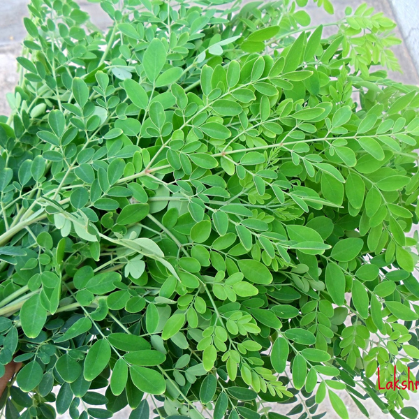 Drumstick Leaves