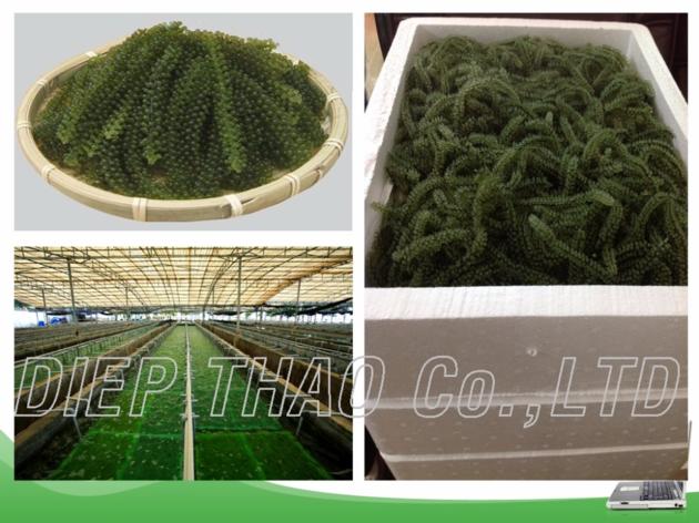 Seaweed Caulerpa lentillifera/ Green Caviar