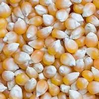 maize