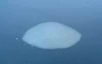 Glyceryl Distearate 1323-83-7