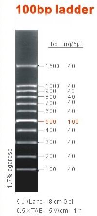 100bp DNA ladder