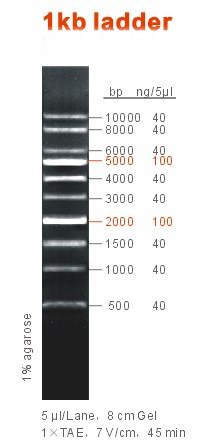 1kb DNA ladder