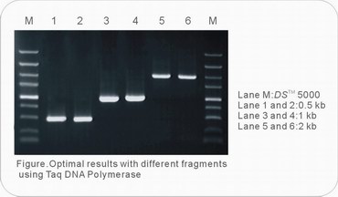 taq polymerase
