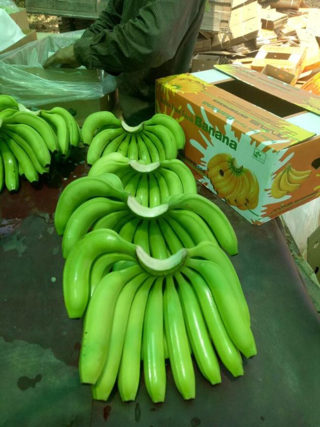Fresh Green Banana 