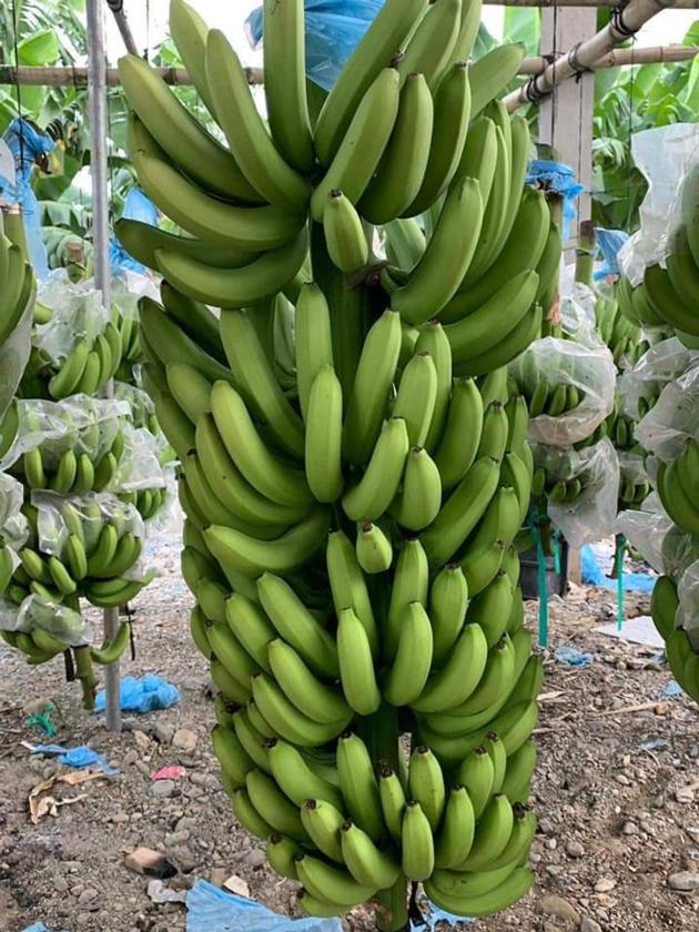 Fresh Green Banana