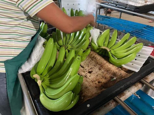 Fresh Green Banana