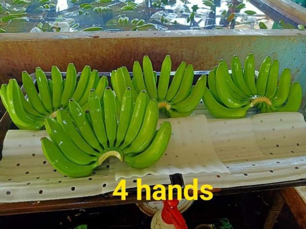 Fresh Green Banana