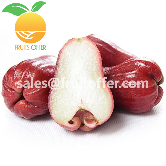  Rose Apple 