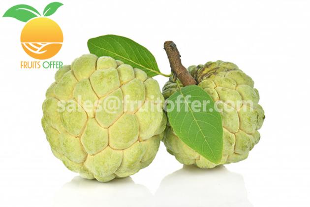 Sweetsop