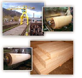 Venner, Rotary cut beech veneer