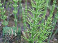 Horsetail P.E.