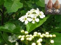 Hawthom Leaf P.E.