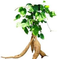 Puerariae Root P.E.