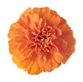 Lutein