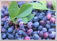 Bilberry P.E.